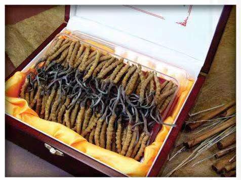 万柏林冬虫夏草回收